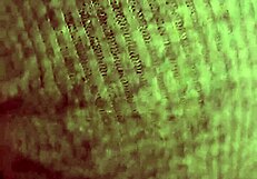 latina teen enjoys being watched sucking boyfriend's cock