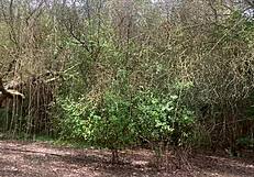 Hey, stepbrother, let's blowjob on this mountain trail!