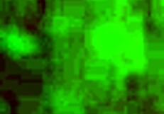 Ebony Babe Rips Clothes in Wet Striptease