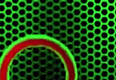 Adorable Kimber Lee masturbates her big clit in lingerie