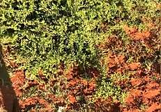 teen bends over for muff diving and licking