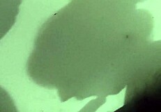 Perfect Blowjob Culminates In Creampie
