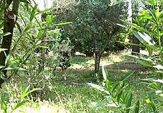 hey, check this pretty woman getting banged hard in the woods, no kidding