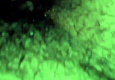 i suck in this homemade amateur video.