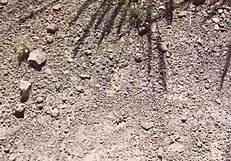 she sucks and swallows on hiking trail