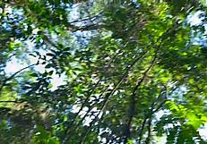 i saw her naked in the woods with big butt