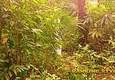 Blonde with big ass gives first time blowjob in forest