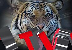 Paolla's husband cuckolded again with big cock on red