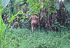 Curvy latina girl dances in the outdoor garden