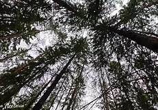 คู่รัสเซียดูดควยไม่คาดคิดในป่าถ่ายกลางแจ้ง