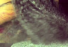 ebony lesbian strap on fun with renity love & majesty nasty