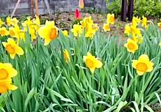 japanese woman embarks on solo trip to minakami hot springs in gunma prefecture