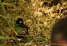 Outdoor amateur BBW fucked bent over in bush