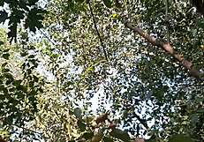 Three Girlfriends in Bikinis Masturbate Passionately Outdoors in Forest