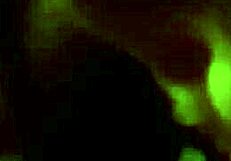 Gay guy gives quick blowjob with deepthroat on big hairy cock