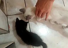 Sarah Rosa Cooks Sexy Papaya Mousse In Lingerie