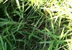 I Called Him to Join Me in the Woods and We Made Love