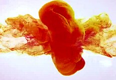 Hot Milf Splashes About In Her Own Piss Puddles