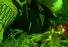 Will brooke ballentyne seduce the hired ranch hand by the fireside outdoors?