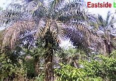 i demand my big fat pussy fucked from behind