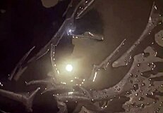 Milfycalla's Play with Pee Compilation Preview