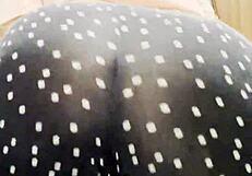 Sexy Ass In Leggings Contrasts With Big Natural Tits Tease