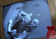 In Toilet Christina Rubs Cunt Swallowing Big Black Cock