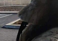 I Would Like to Go Shopping with You!