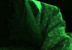 Amateur BBW MILF Scarlet Doll intensely deepthroats a big cock