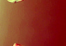 Japanese Story About Baseball Fan