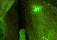 Lick those dirty feet now!