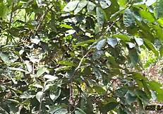 Holiday Amateur Sex In The Bush With Curvy Ebony Riding Doggystyle