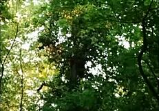 2025 05 01 esclave f la salope en foret