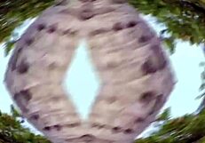 o shibarista - episodio 2 - a morena no coqueiro