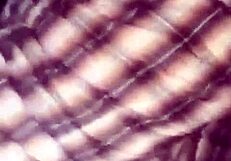 can you believe i fucked my wife in the car