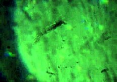 Aqui tienen m�s de mi esperma alcanzar� para pre�arte?