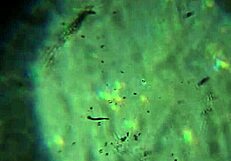 Aqui tienen m�s de mi esperma alcanzar� para pre�arte?