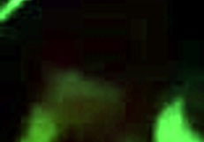 Smiley Joy enjoys tasting Slick Rick's dipstick