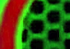 Passionate BBW Fucking