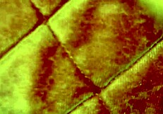 She pulls up her skirt intensely to get that big dick.