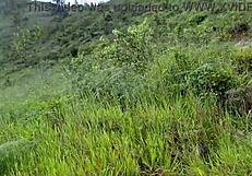 We climb the mountain and I fuck my guide outdoors