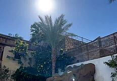 Oiled Him Up by the Pool and Invited Him to His Hotel Room