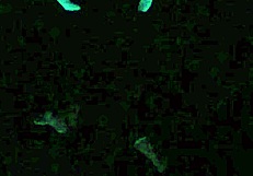 Scarlett Johnson in blacklight sex POV scene