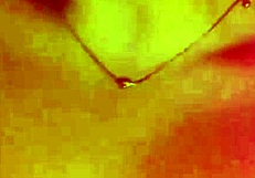 Dirty Student Teases Daddy's Cum