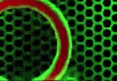 Desirable blonde samantha rone poses in lingerie showing big pussy and tits