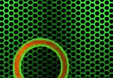 Sophie dee aches with desire sucking camera guy's monster cock her huge tits heaving