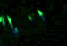 blindfolded white girl handcuffed sucking old masked cock