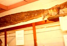 ebony wife cheats wildly as muscular colleague bangs her then husband