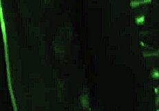 Madame Moans in Submissive Bliss from Bound Lesbian Slave's Pussy Licking Orgasms