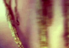 bbw jaidyn venus rides monster black cock interracial facial